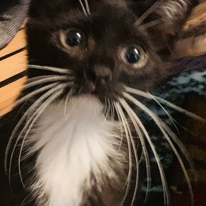 Flash Sale!  Bundle any three tees for $5 each!